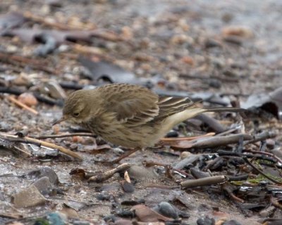AmericanPipit38.jpg