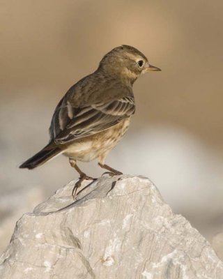 AmericanPipit4.jpg