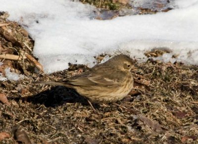 AmericanPipit41.jpg
