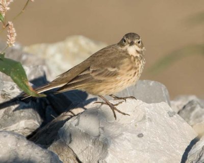 AmericanPipit5.jpg