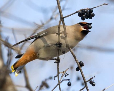 BohemianWaxwing36.jpg