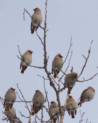 BohemianWaxwing5.jpg
