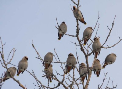 BohemianWaxwing67.jpg