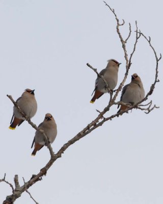BohemianWaxwing75.jpg