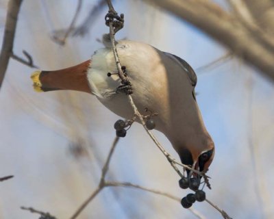 BohemianWaxwing76.jpg