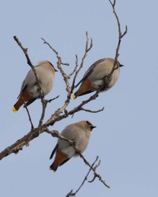 BohemianWaxwing8.jpg
