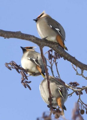 BohemianWaxwings71R.jpg