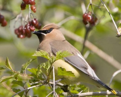 CedarWaxwing47.jpg