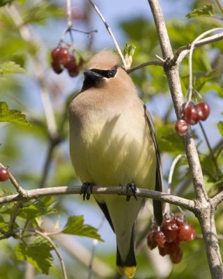 CedarWaxwing49.jpg