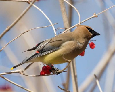 CedarWaxwing68R.jpg