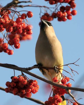 CedarWaxwing75.jpg