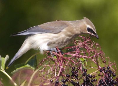 CedarWaxwing85R.jpg