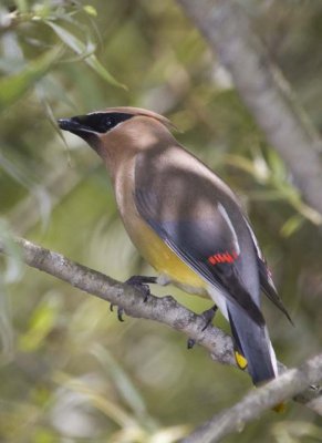 CedarWaxwing86.jpg