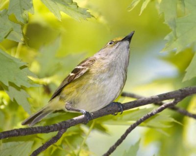 WhiteEyedVireo14R.jpg