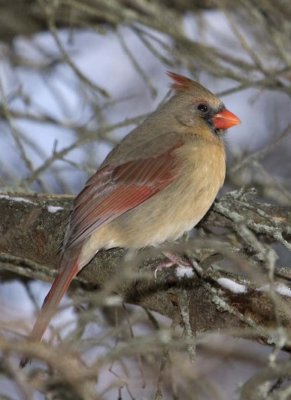 NorthernCardinal100.jpg