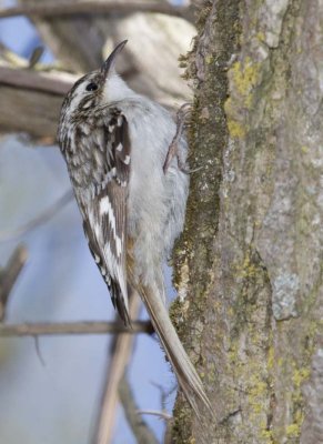 BrownCreeper34R.jpg