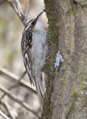 BrownCreeper35R.jpg