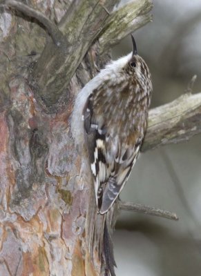 BrownCreeper38.jpg