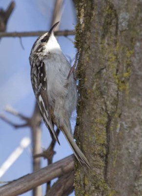 BrownCreeper41.jpg