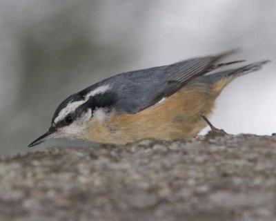 RedBreastedNuthatch32R.jpg