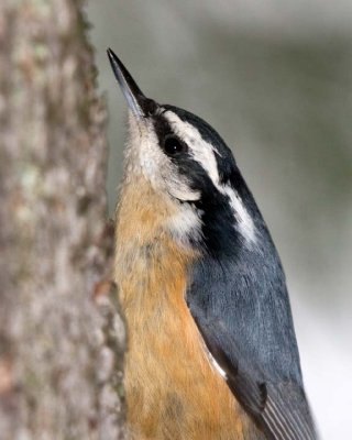 RedBreastedNuthatch35.jpg