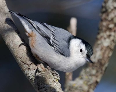 WhiteBreastedNuthatch26R.jpg