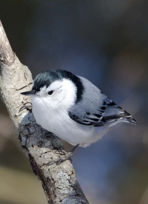 WhiteBreastedNuthatch33R.jpg