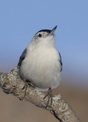 WhiteBreastedNuthatch49.jpg