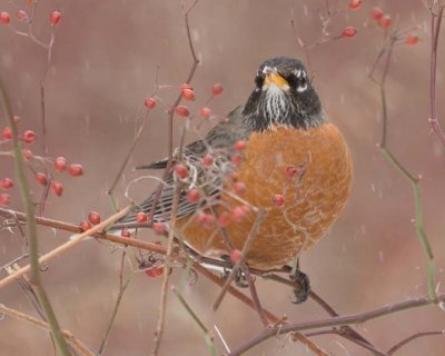 AmericanRobin29.jpg