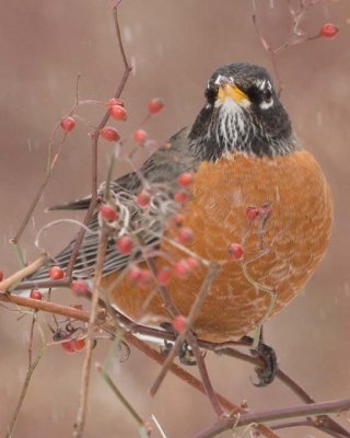 AmericanRobin33.jpg