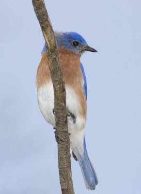 EasternBluebird106R.jpg