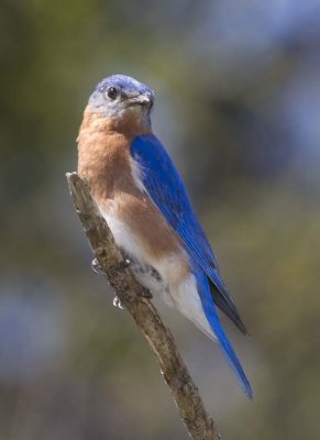 EasternBluebird113R.jpg