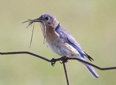 EasternBluebird119.jpg