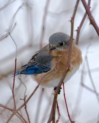 EasternBluebird38.jpg