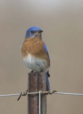 EasternBluebird84R.jpg