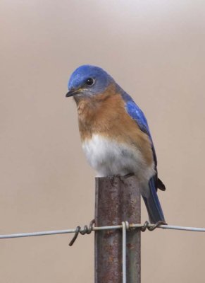 EasternBluebird85R.jpg