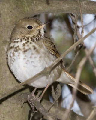 HermitThrush51R.jpg