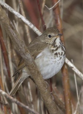 HermitThrush59.jpg