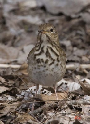 HermitThrush61.jpg