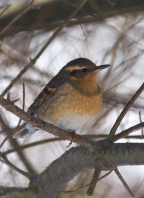 VariedThrush19.jpg