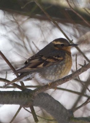 VariedThrush20.jpg