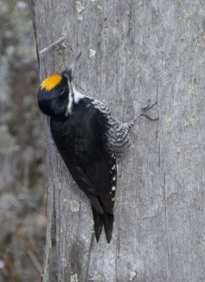 BlackBackedWoodpecker19.jpg