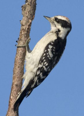 DownyWoodpecker35R.jpg