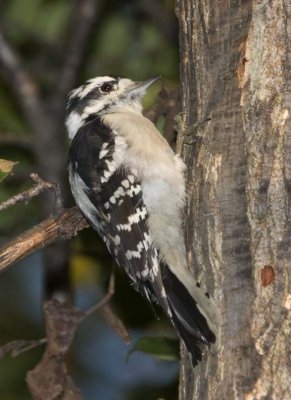 DownyWoodpecker37R.jpg