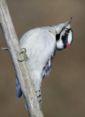 DownyWoodpecker50R.jpg