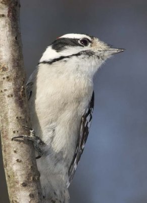 DownyWoodpecker78R.jpg