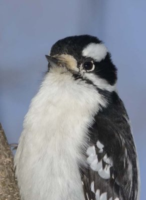 DownyWoodpecker81.jpg