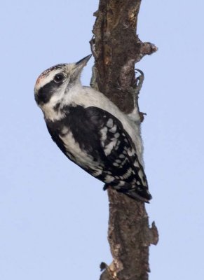 DownyWoodpecker82.jpg