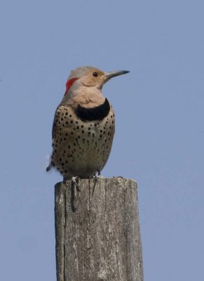 NorthernFlicker33R.jpg