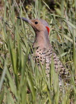 NorthernFlicker43.jpg